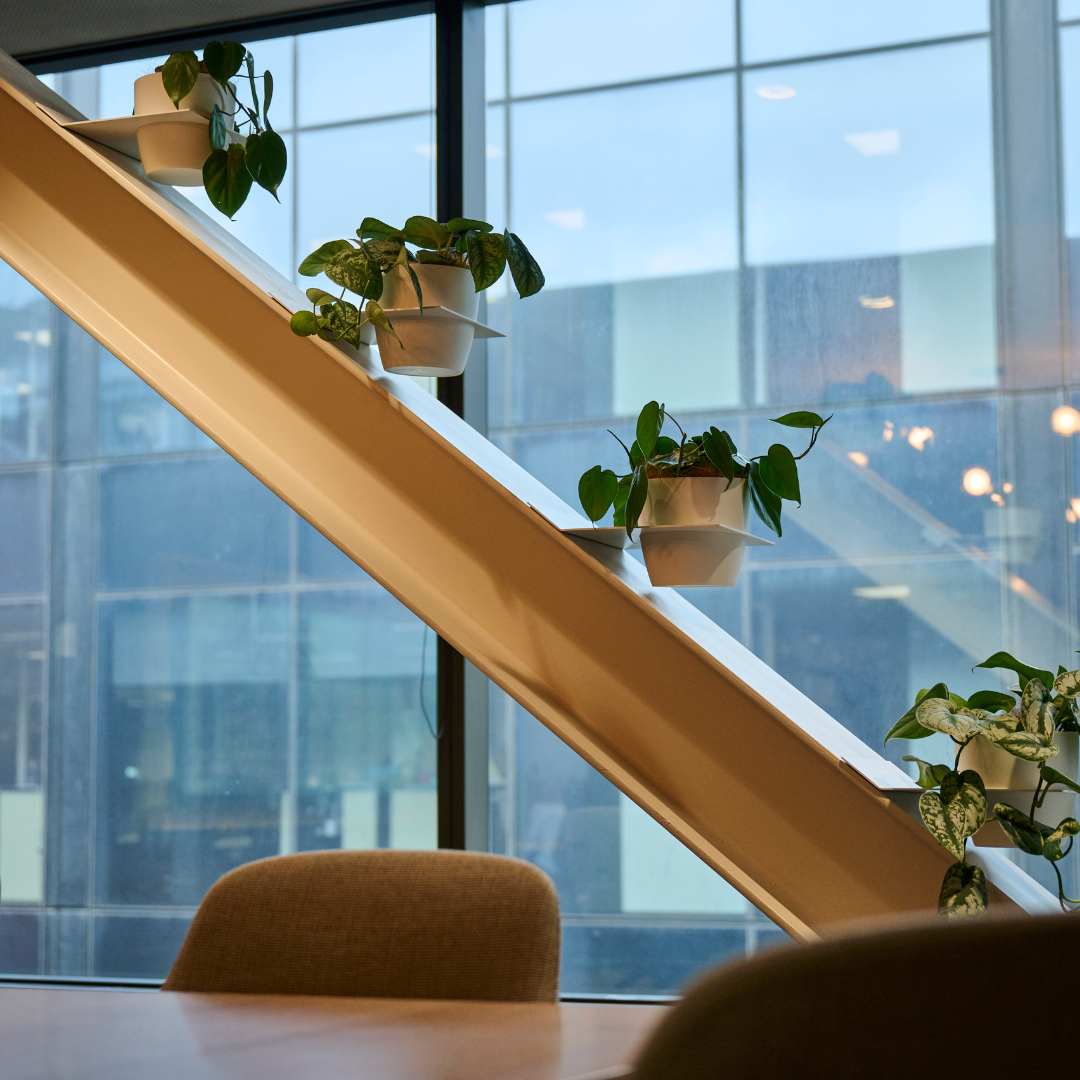 Office plants in workplaces